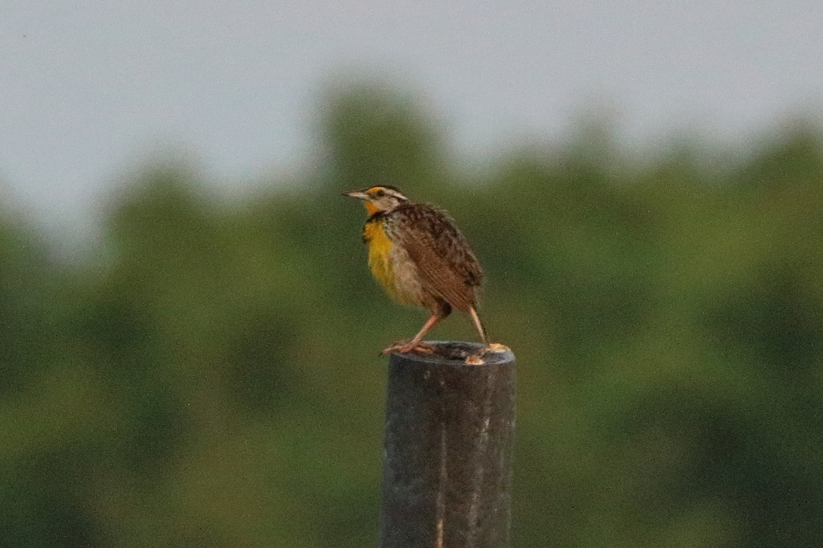 Eastern Meadowlark - ML620669632