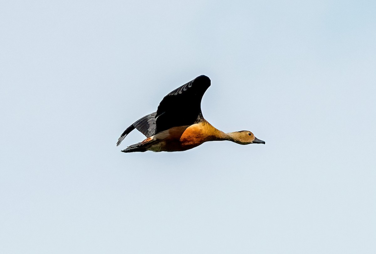 Lesser Whistling-Duck - ML620669633