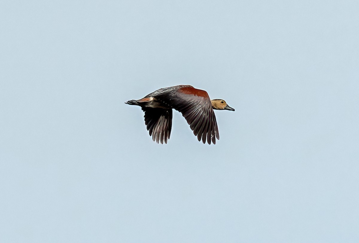 Lesser Whistling-Duck - ML620669634