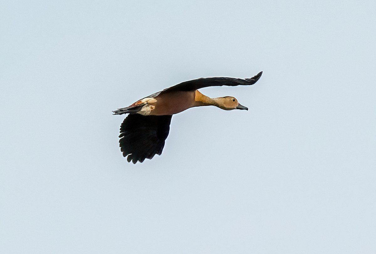 Lesser Whistling-Duck - LA Phanphon