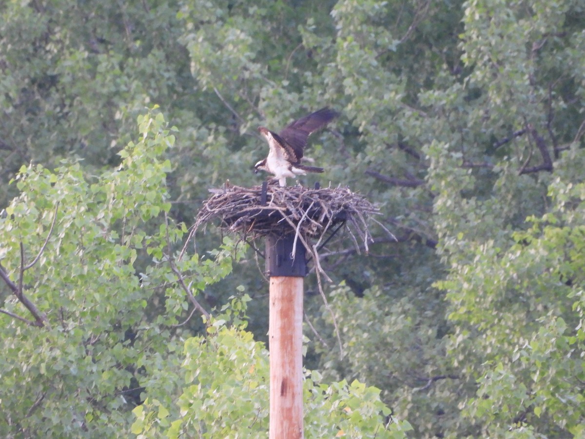 Osprey - ML620669636