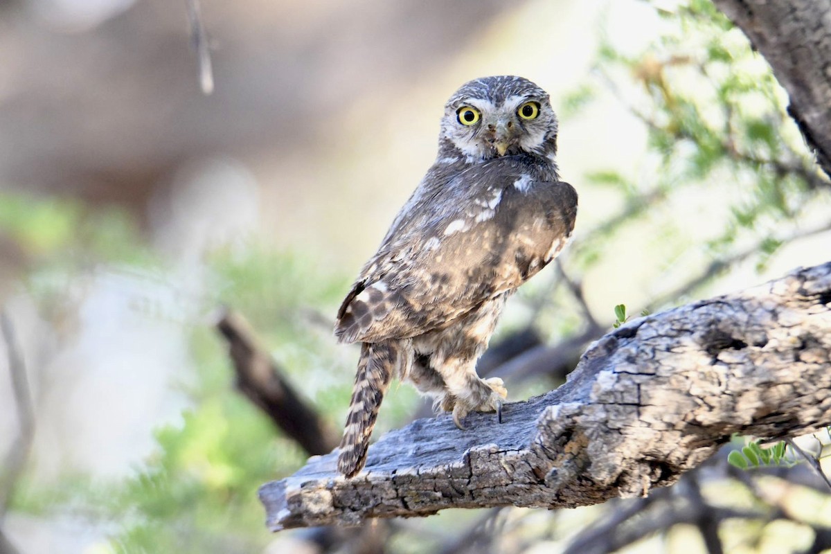 Ferruginous Pygmy-Owl - ML620669639