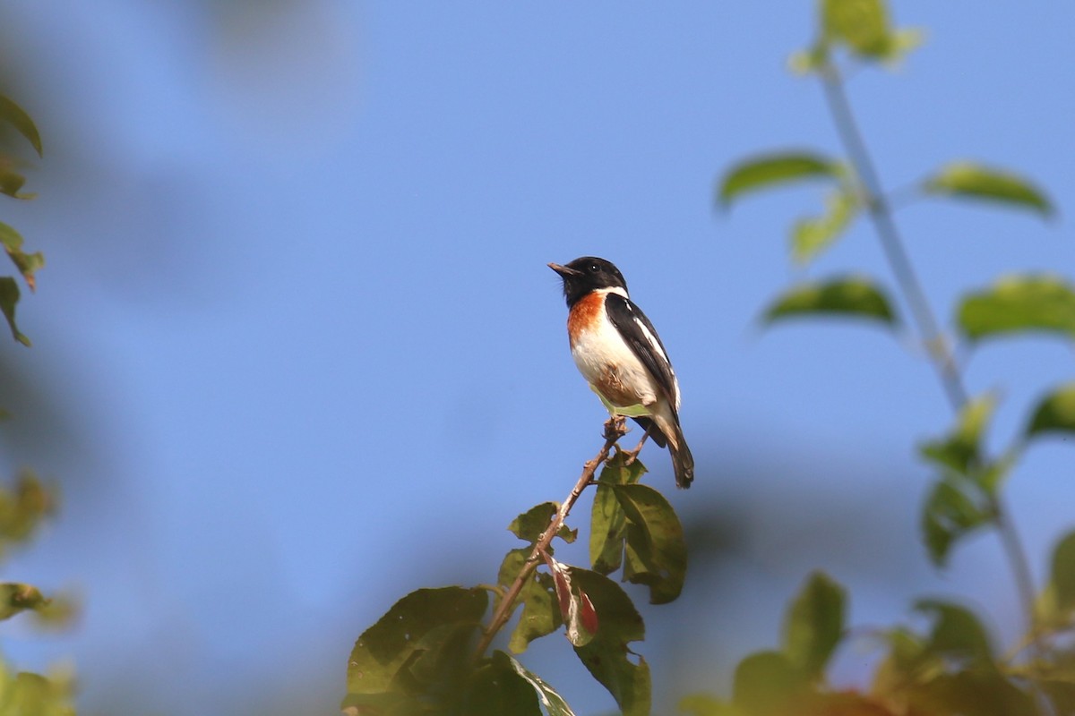 African Stonechat - ML620669642