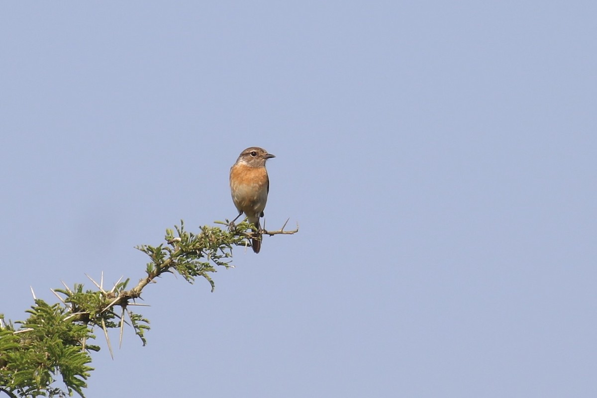 African Stonechat - ML620669643