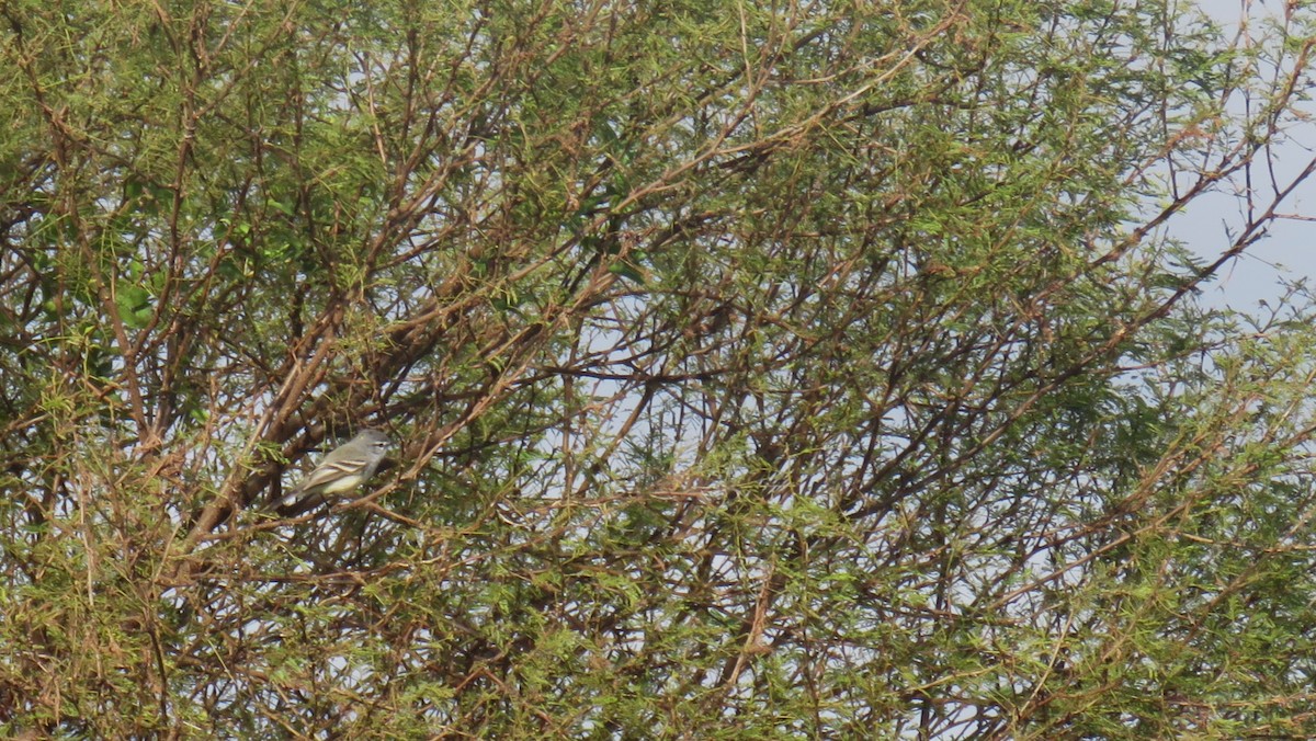 White-crested Tyrannulet - ML620669649