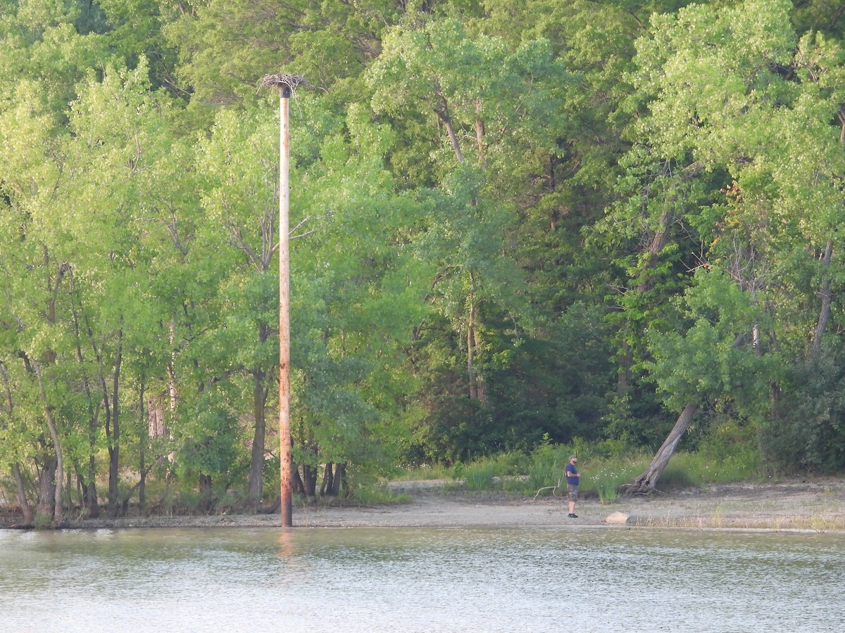 Balbuzard pêcheur - ML620669652