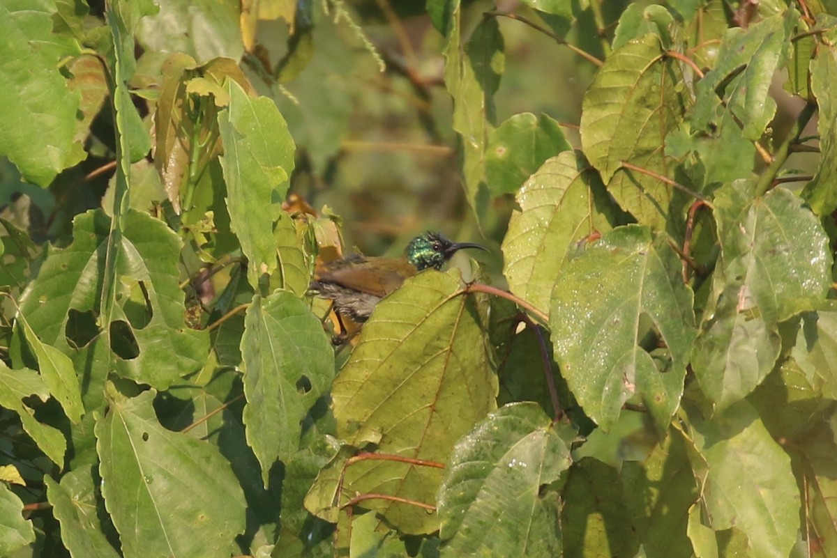 Green-headed Sunbird - ML620669655