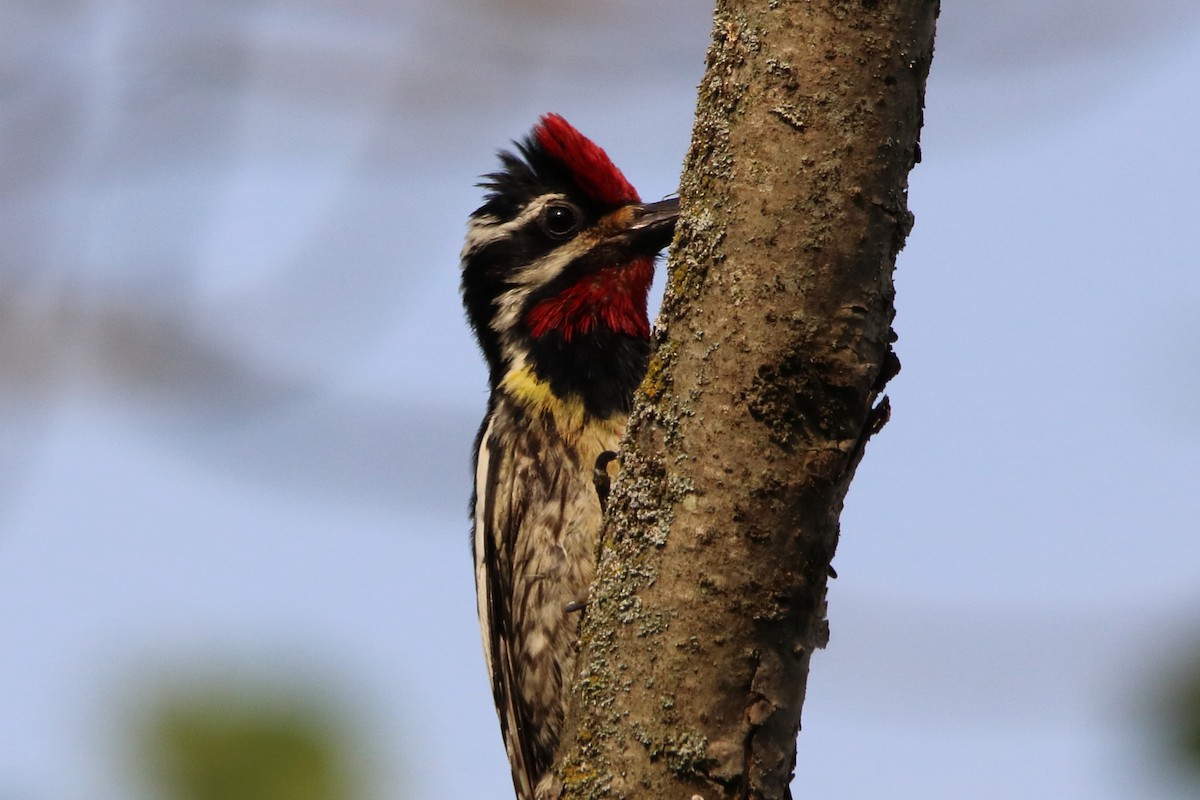 Yellow-bellied Sapsucker - ML620669657