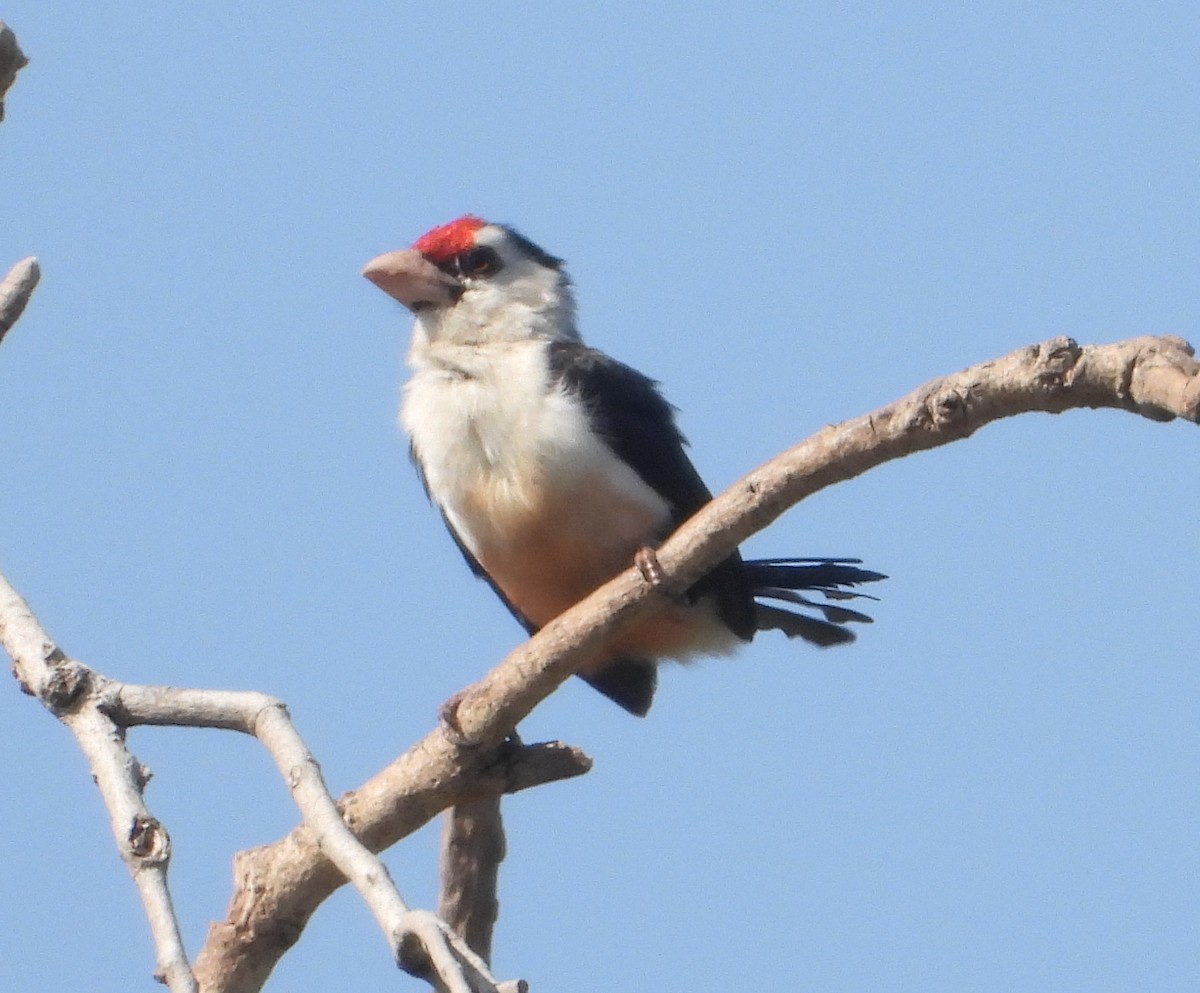 Black-backed Barbet - ML620669661