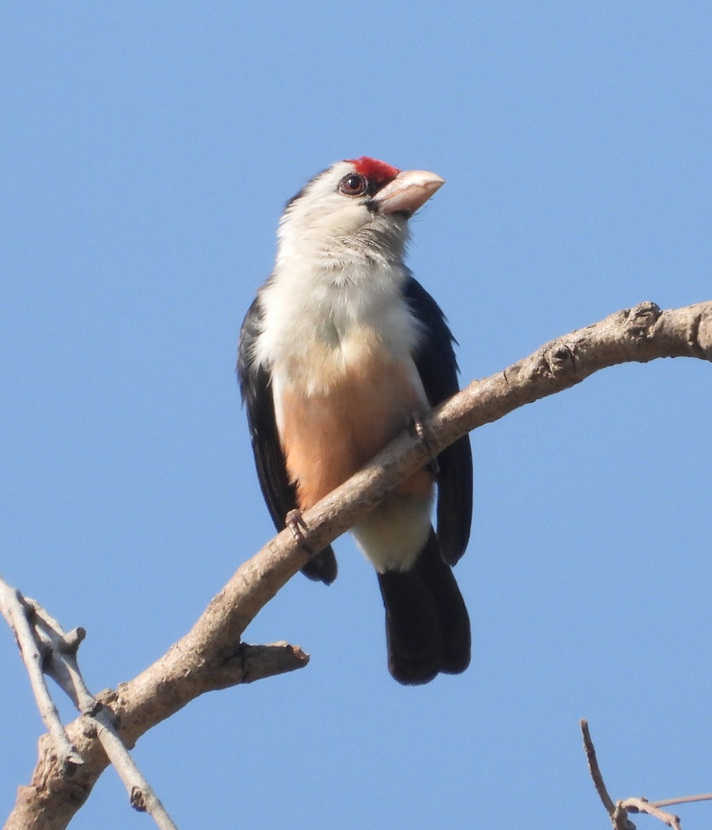 Black-backed Barbet - ML620669662