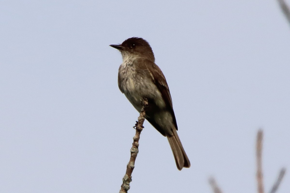 Eastern Phoebe - ML620669666