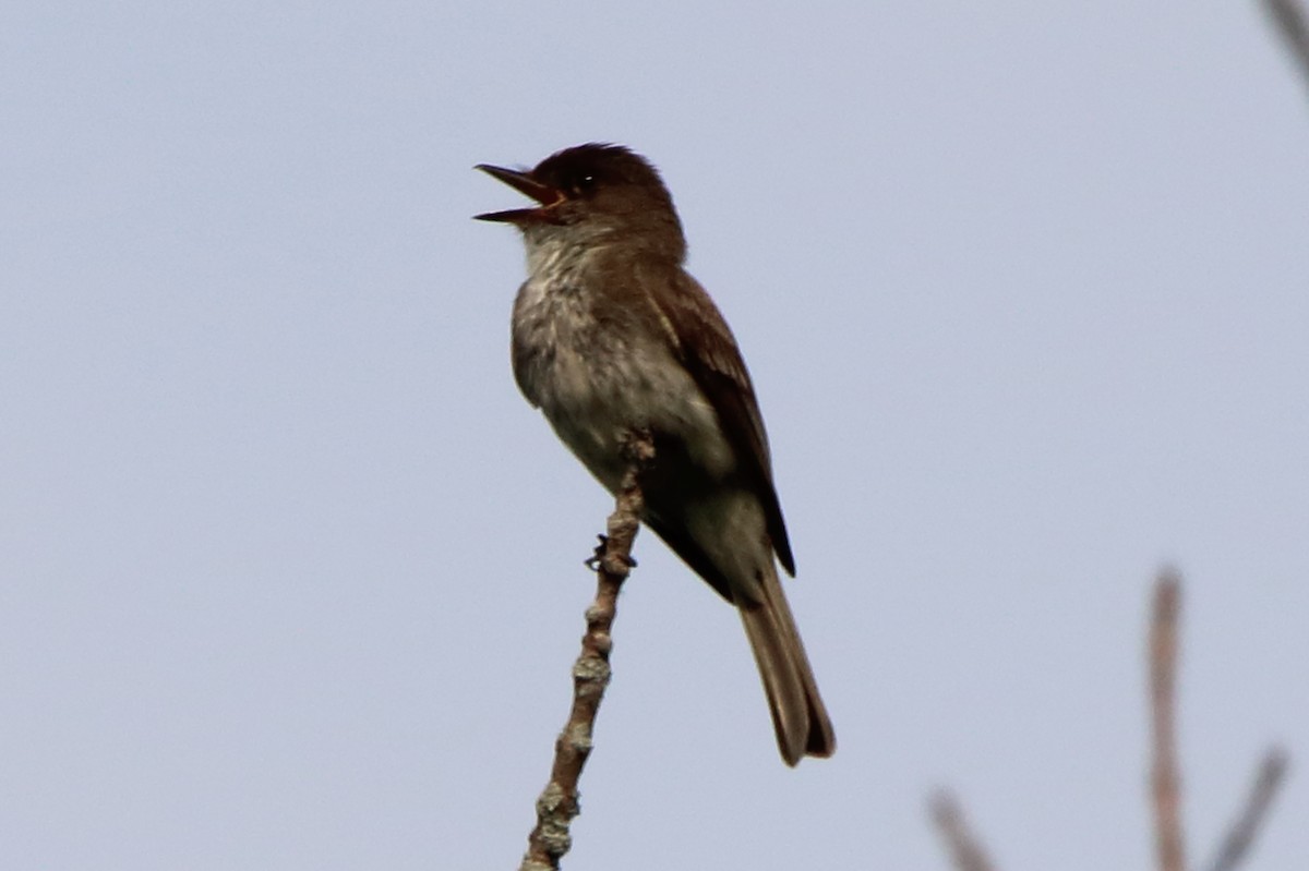 Eastern Phoebe - ML620669667