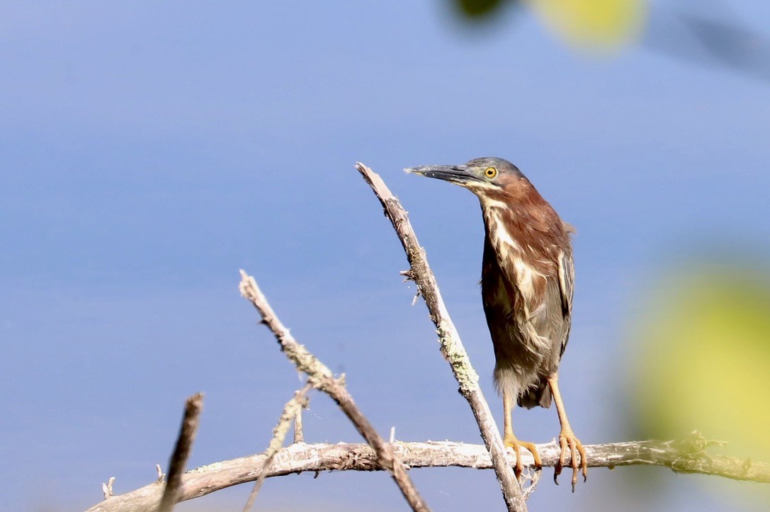 Green Heron - ML620669669