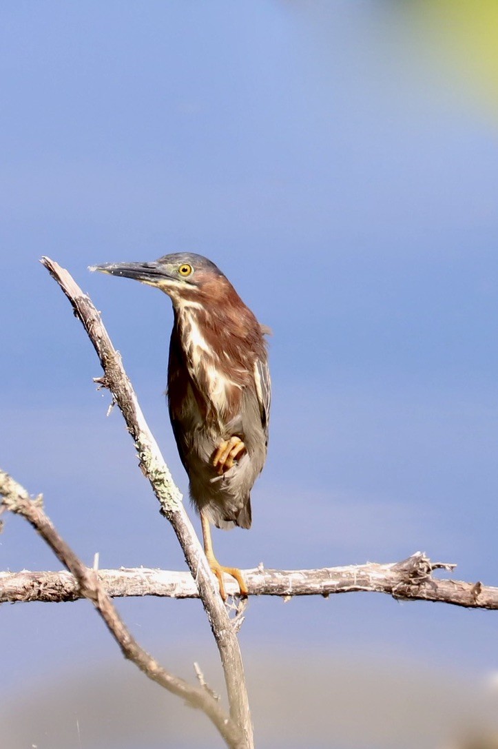 Green Heron - ML620669670