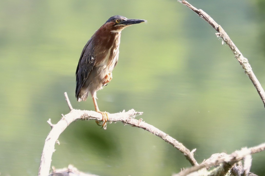 Green Heron - ML620669672