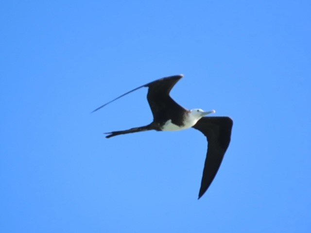 Magnificent Frigatebird - ML620669680