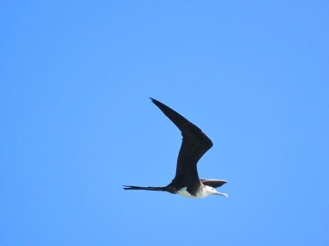 Magnificent Frigatebird - ML620669681