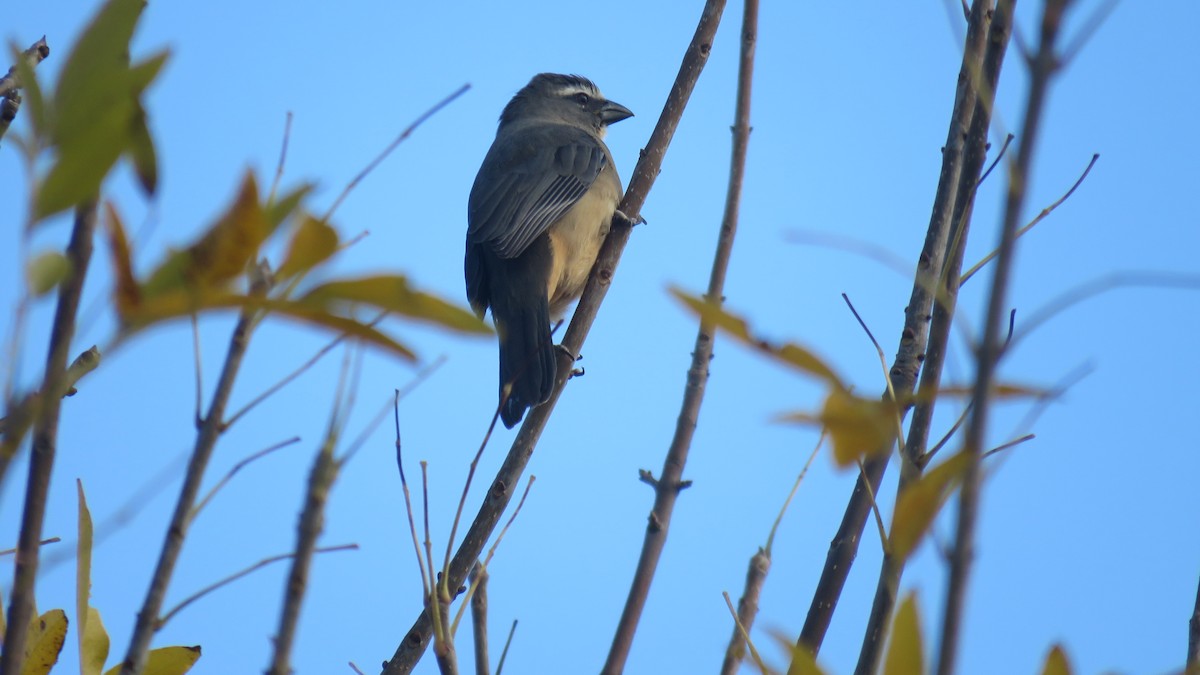 Bluish-gray Saltator - ML620669685