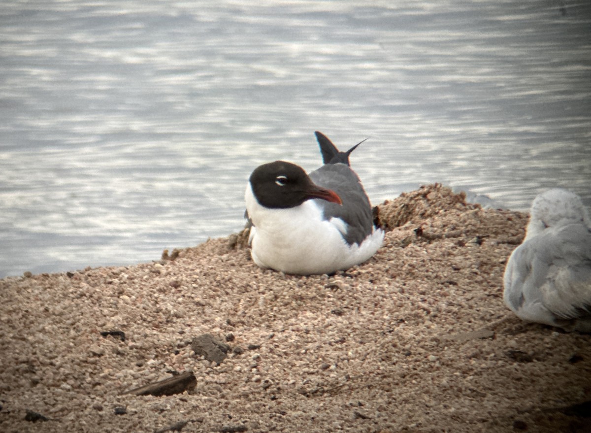 Mouette atricille - ML620669688