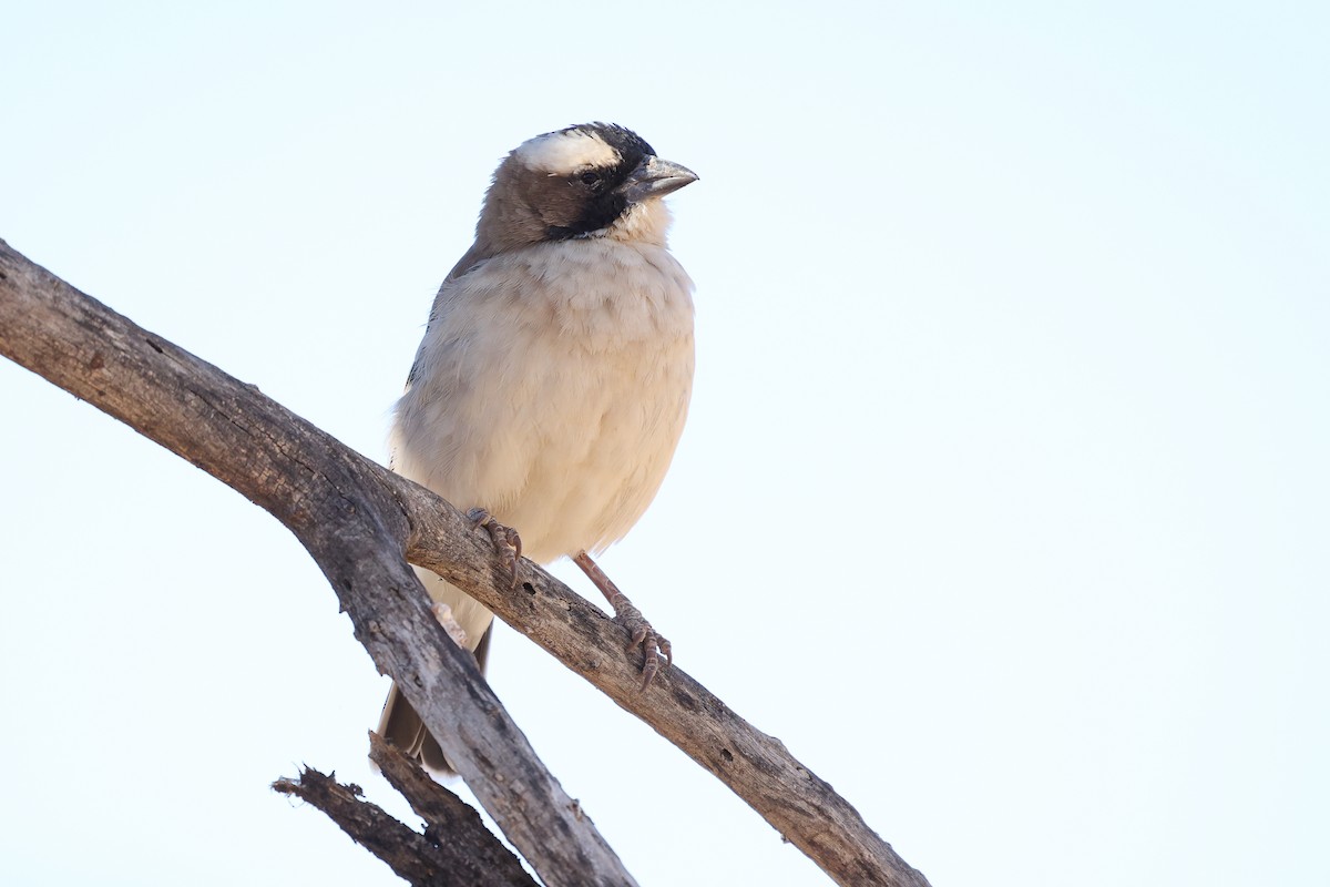White-browed Sparrow-Weaver - ML620669689