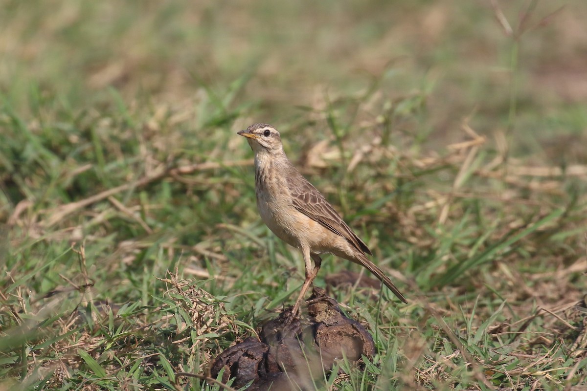 Long-billed Pipit - ML620669691