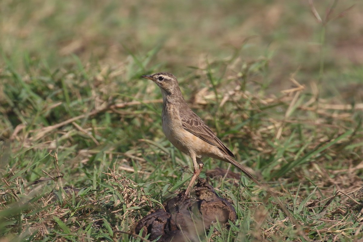 Pipit à long bec - ML620669692