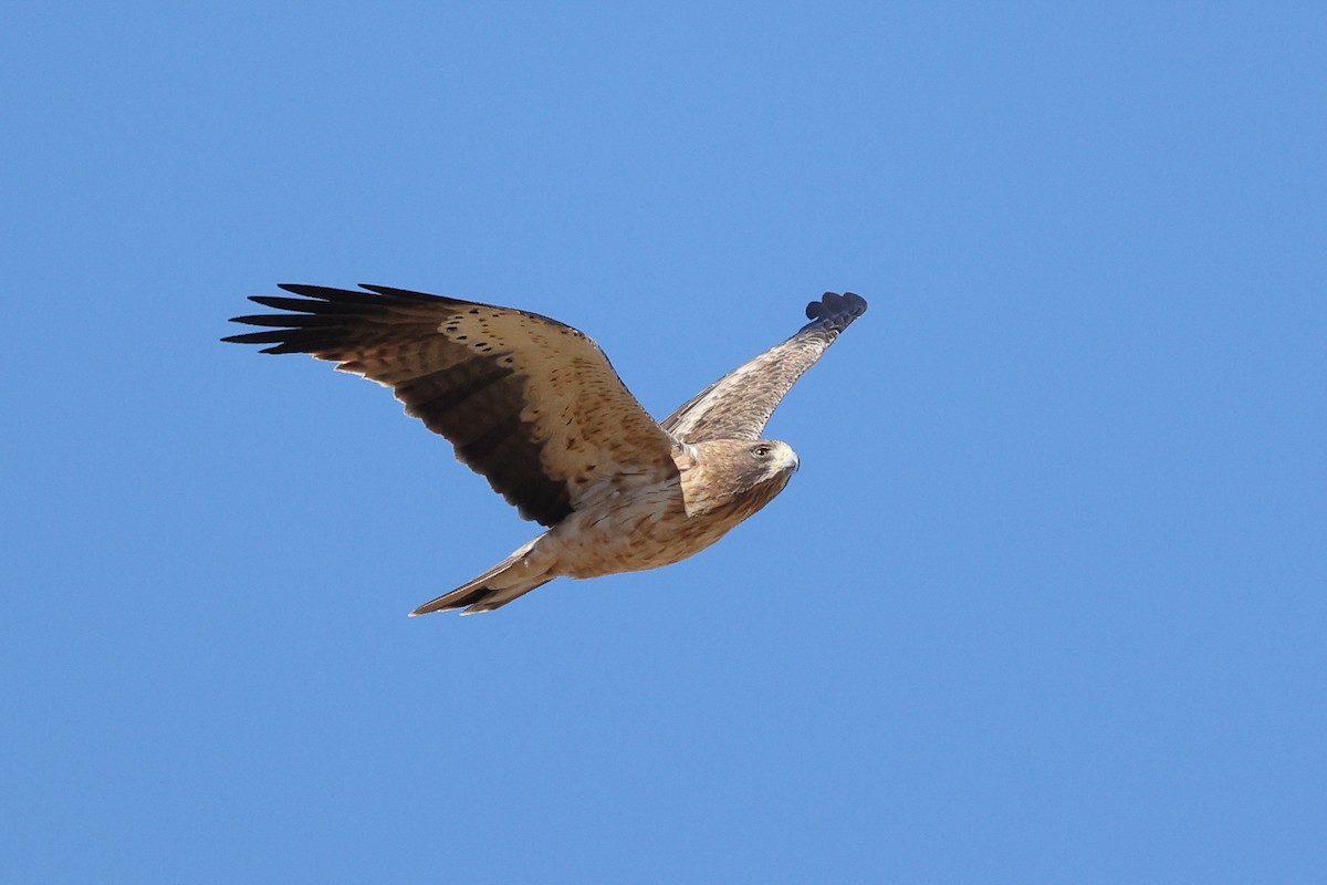 Booted Eagle - ML620669693