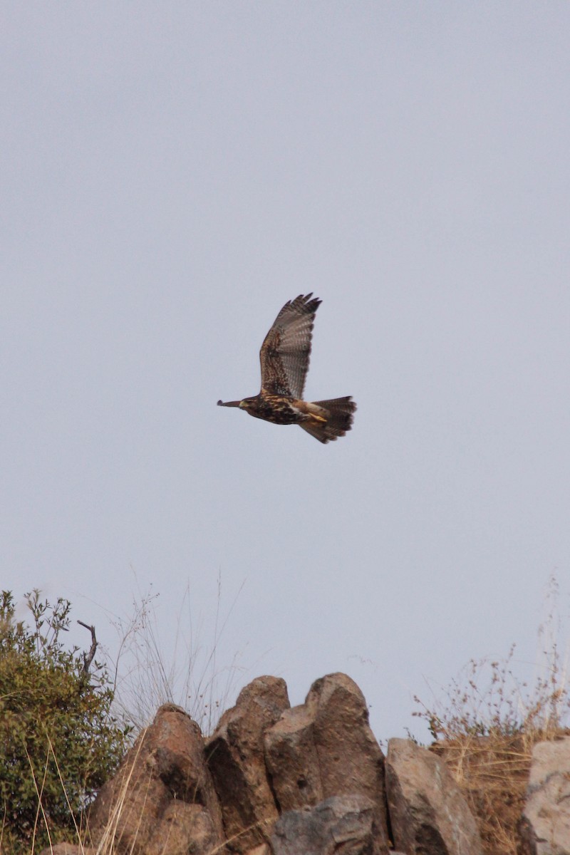 Harris's Hawk - ML620669694