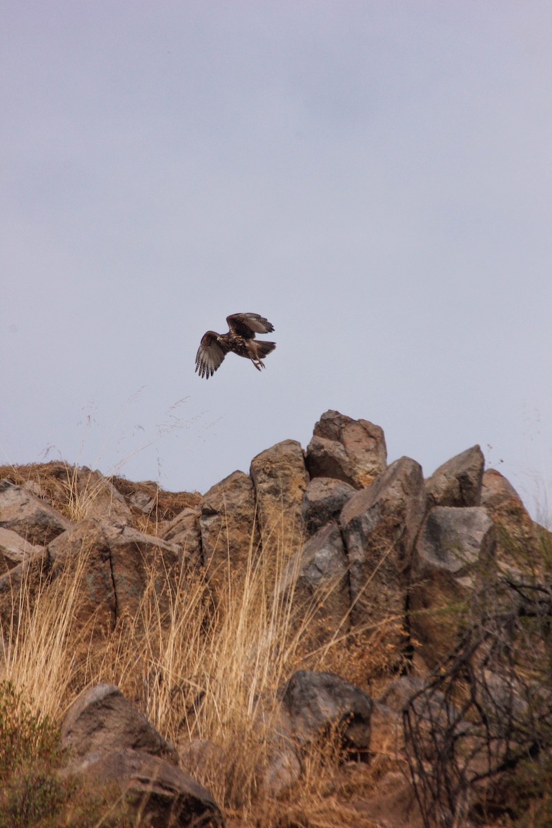 Harris's Hawk - ML620669695