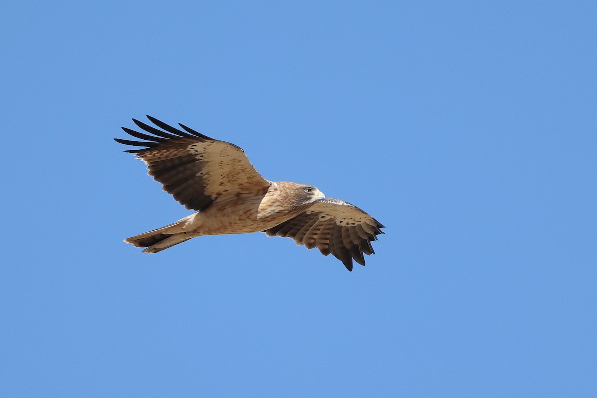 Booted Eagle - ML620669696