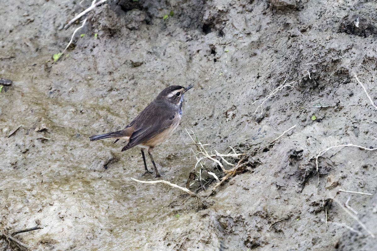 Bluethroat - ML620669698