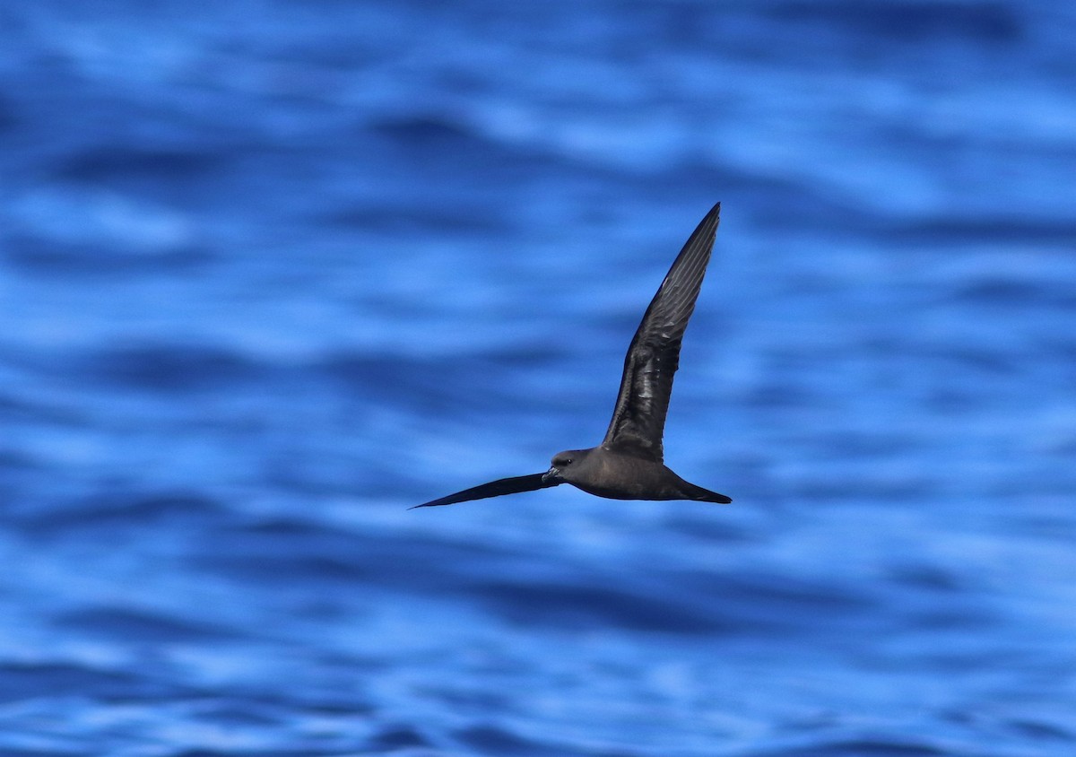 Bulwer's Petrel - ML620669701