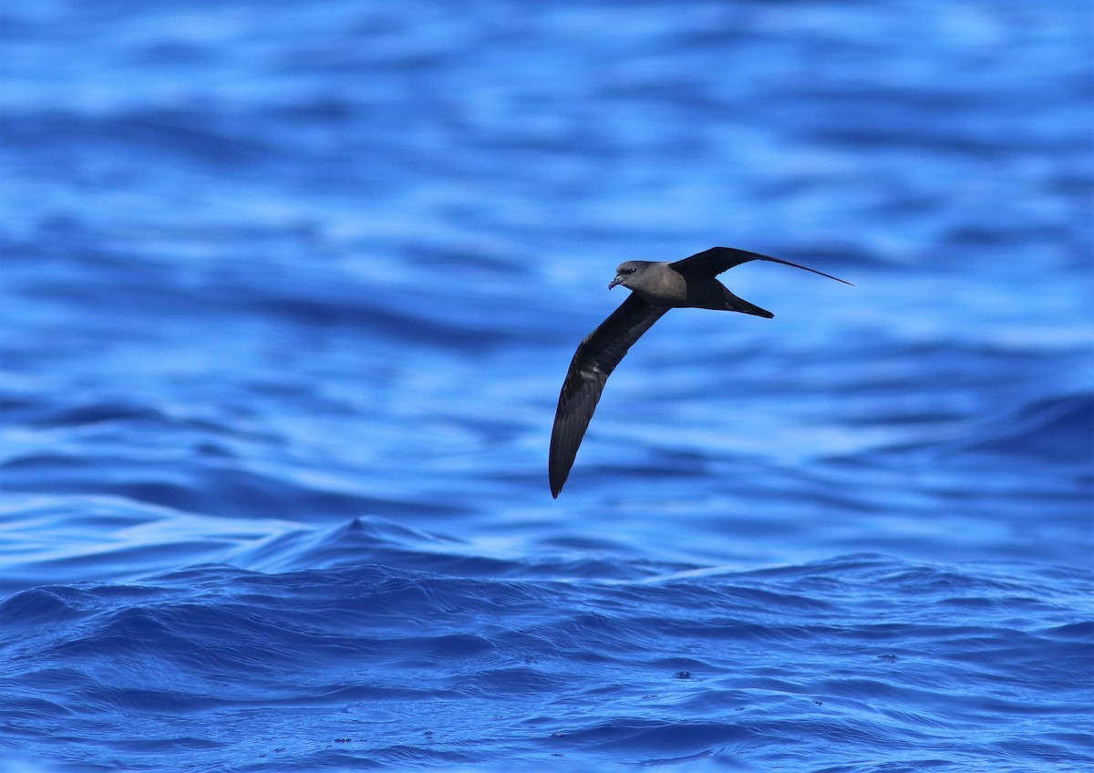 Bulwer's Petrel - ML620669702