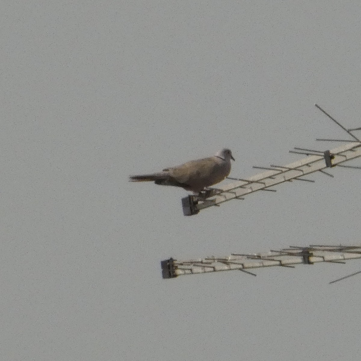 Eurasian Collared-Dove - ML620669703