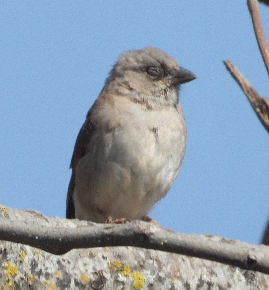 Northern Gray-headed Sparrow - ML620669706