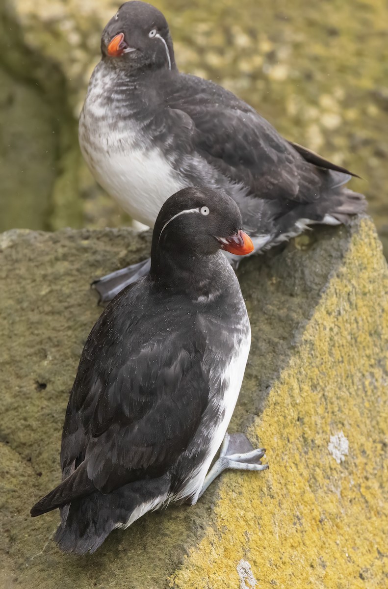 Parakeet Auklet - ML620669707