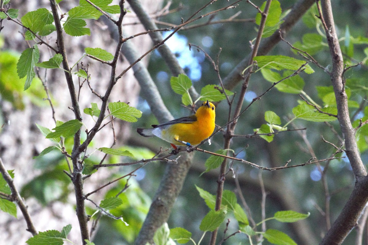 Prothonotary Warbler - ML620669711