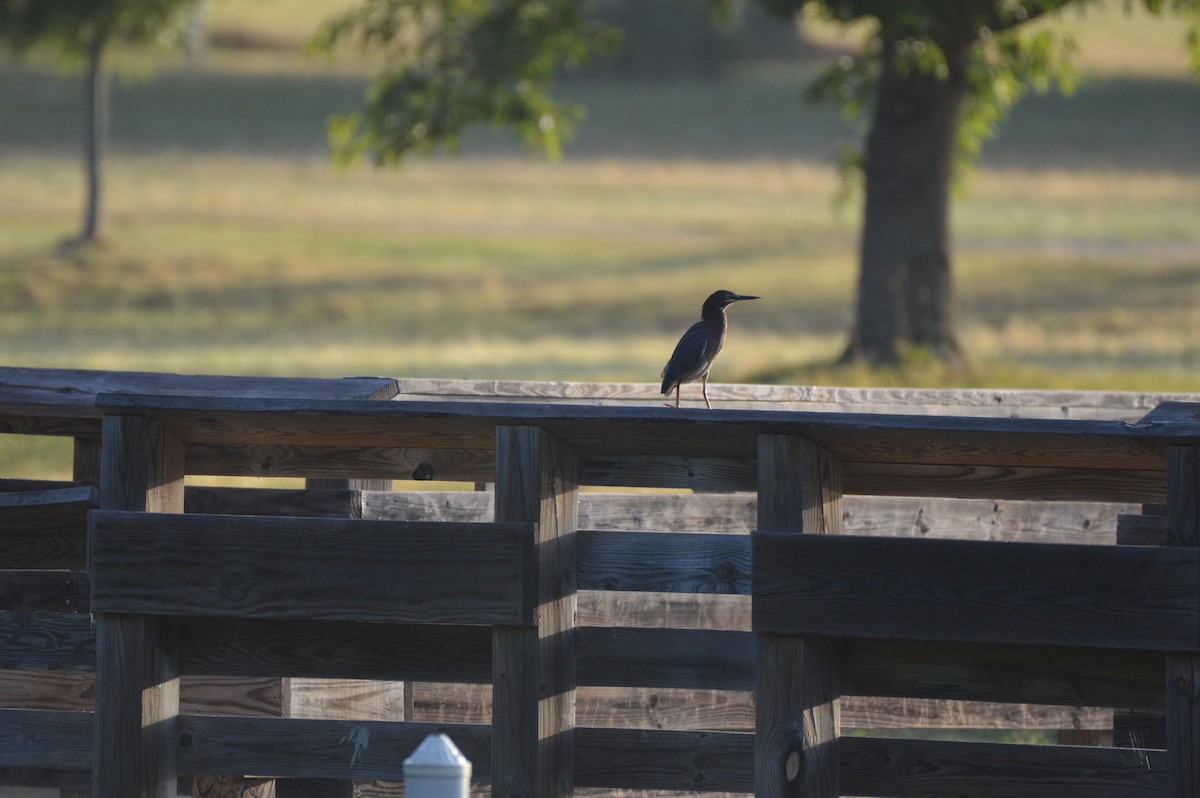 Green Heron - ML620669714