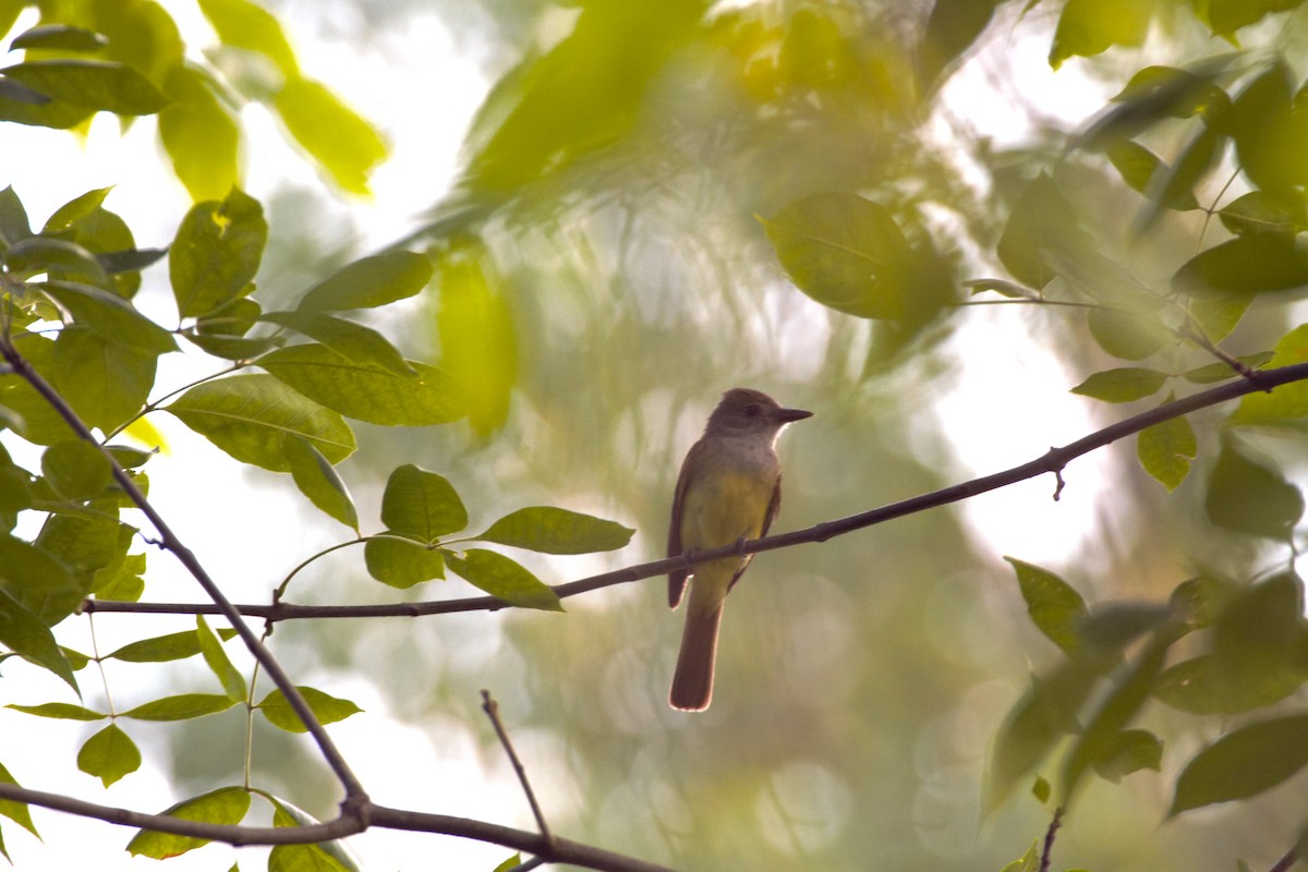 Great Crested Flycatcher - ML620669717