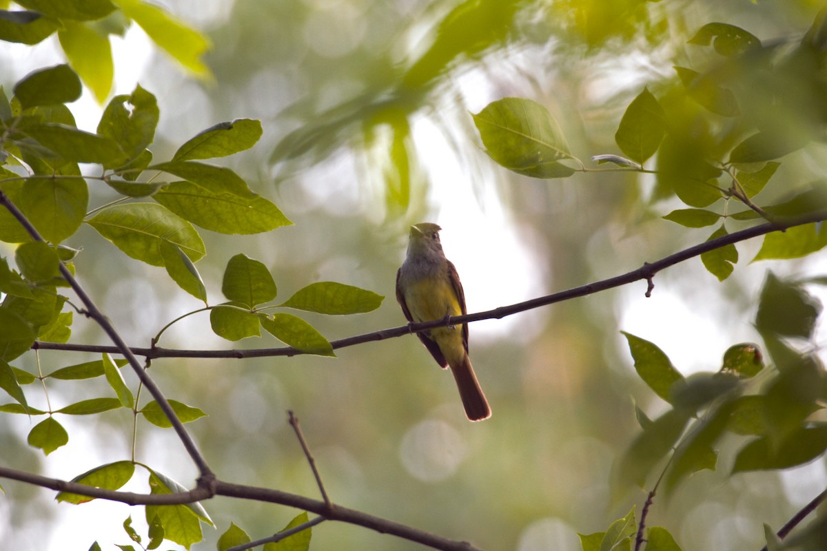 Great Crested Flycatcher - ML620669718