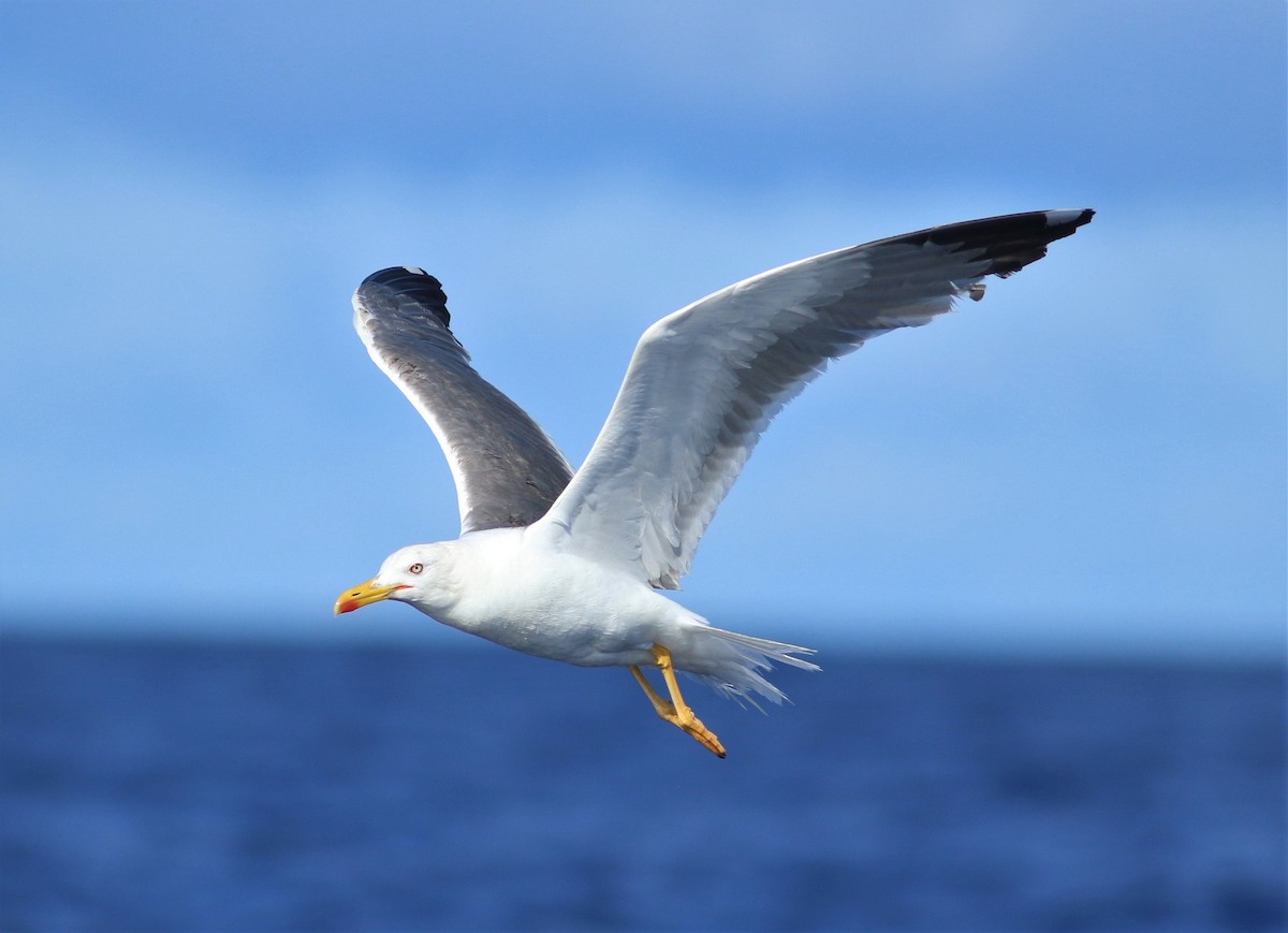 Yellow-legged Gull (atlantis) - ML620669719