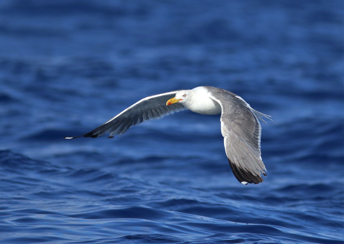Yellow-legged Gull (atlantis) - ML620669720