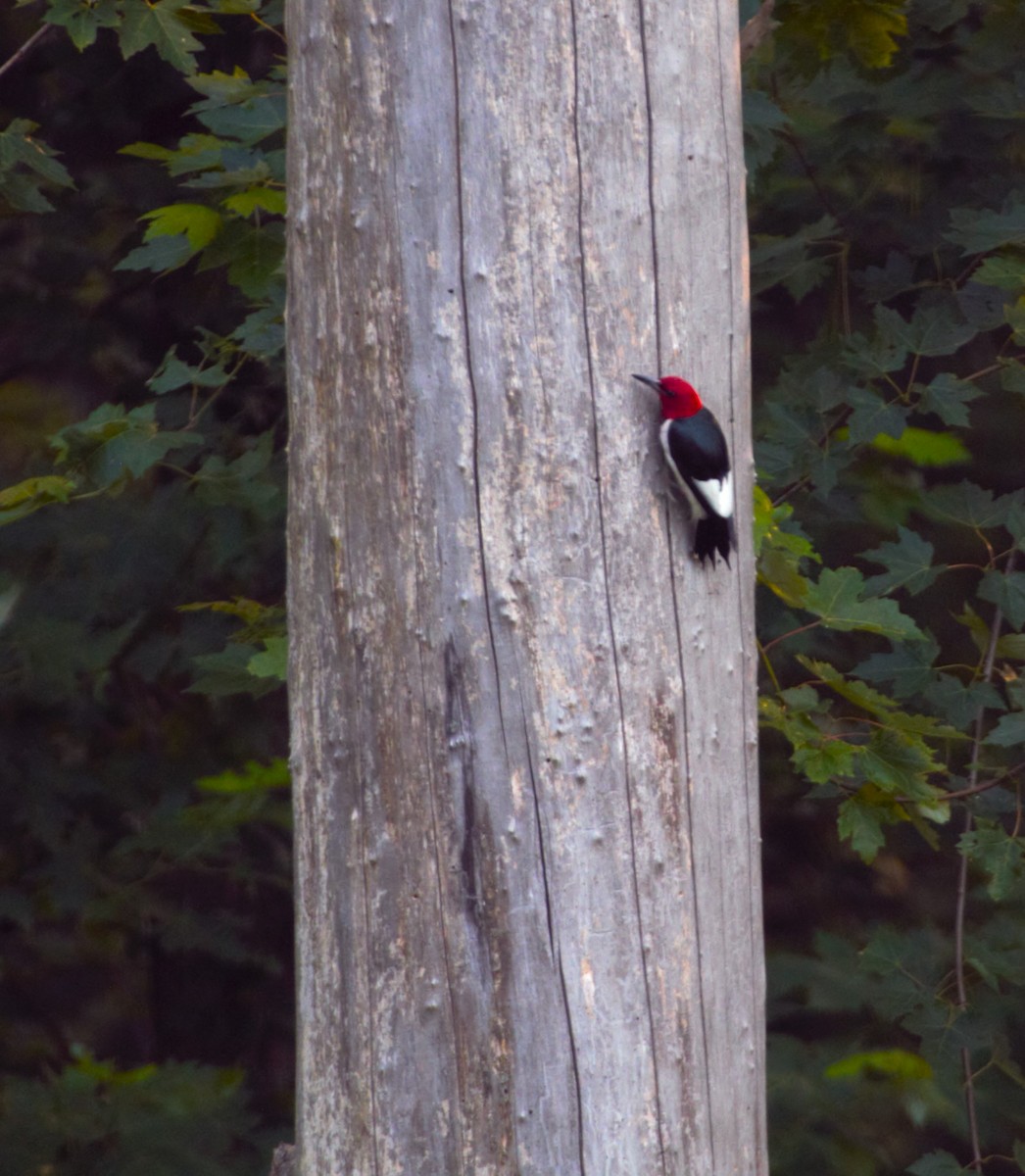 Red-headed Woodpecker - ML620669723