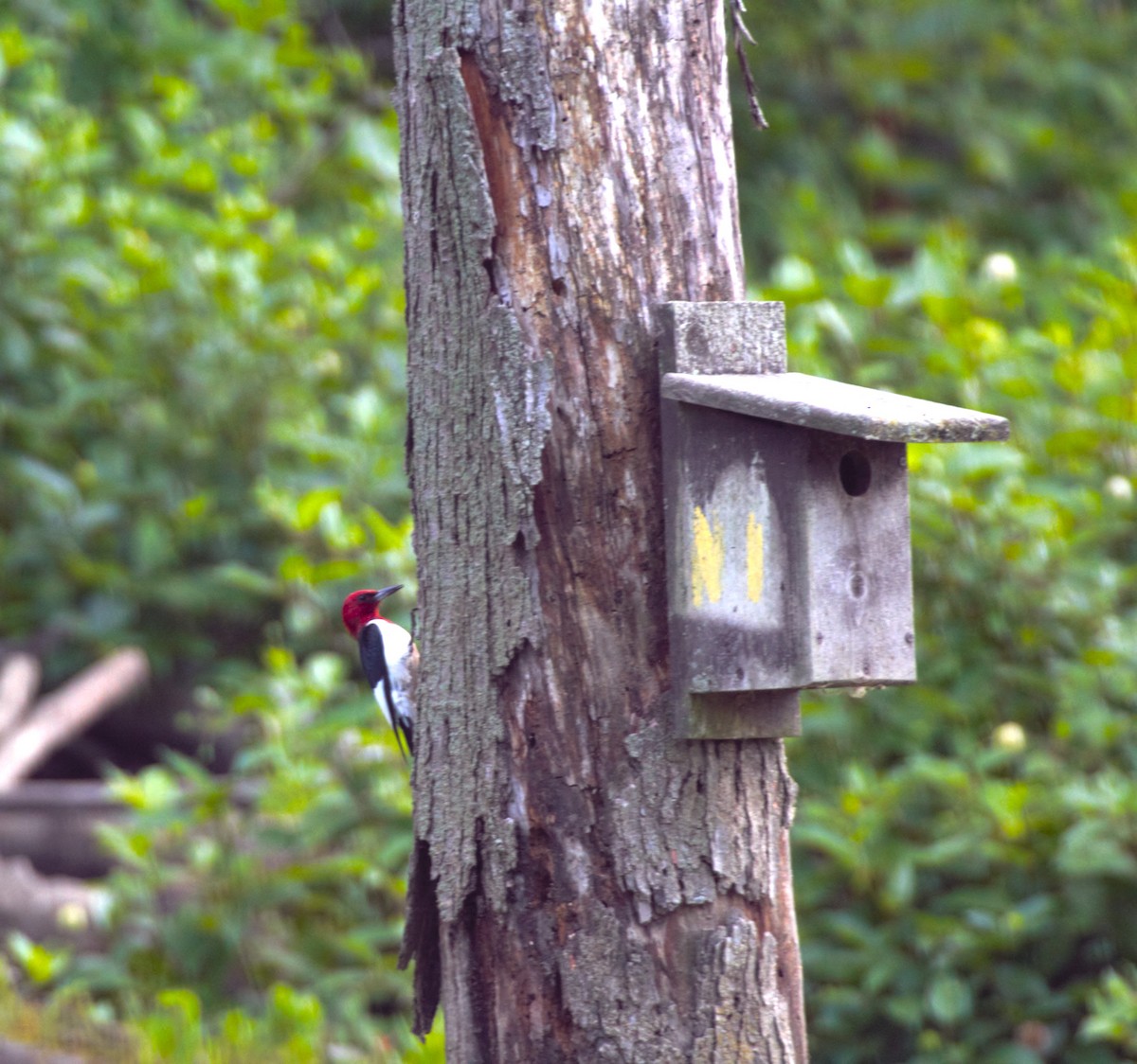 Red-headed Woodpecker - ML620669724