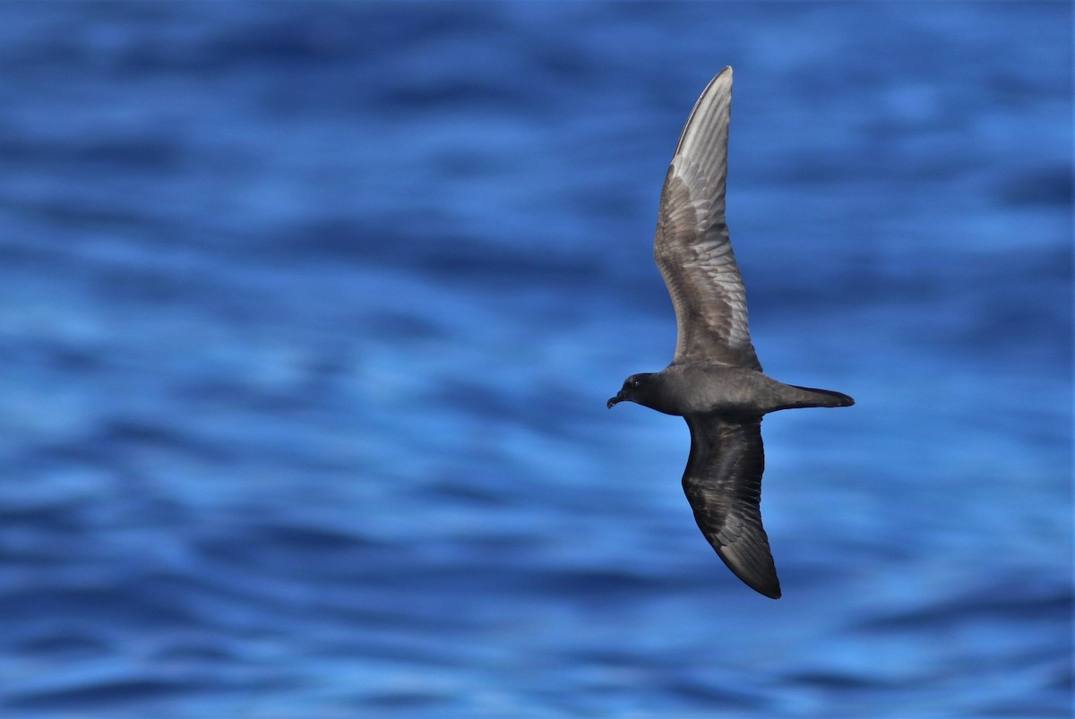 Bulwer's Petrel - ML620669725