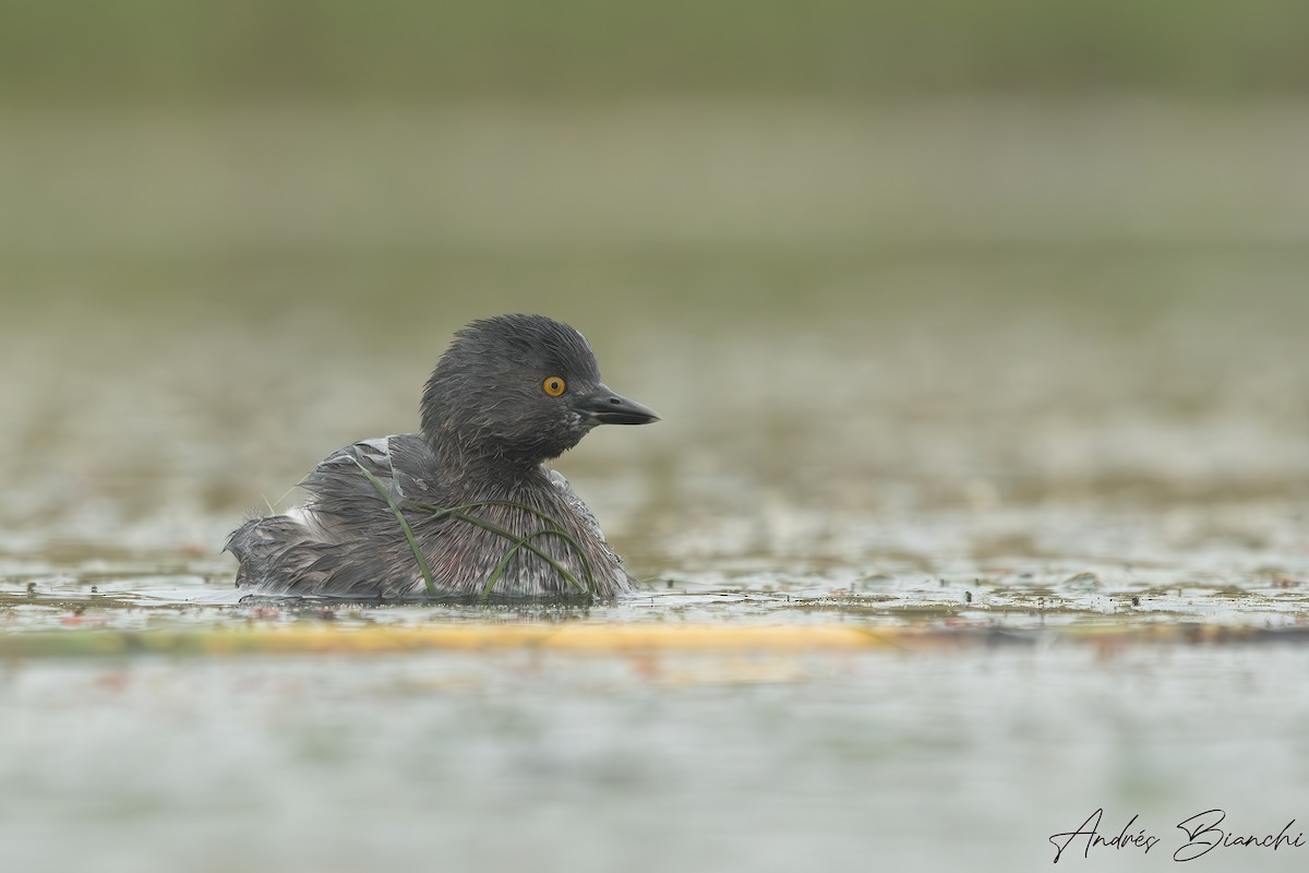 Least Grebe - ML620669735