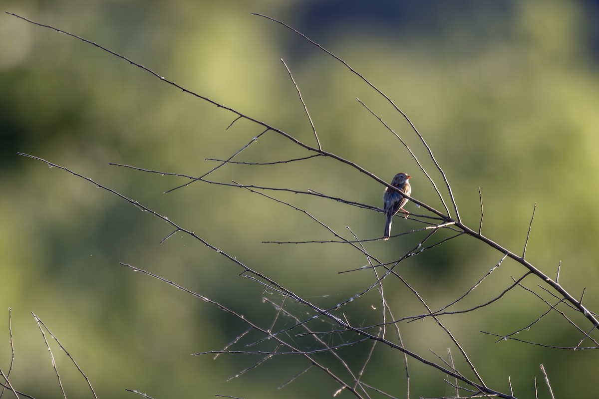 Field Sparrow - ML620669737