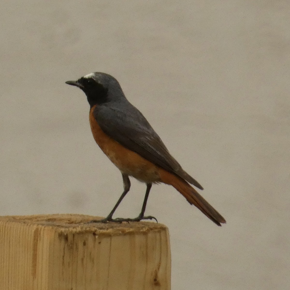 Common Redstart - ML620669738