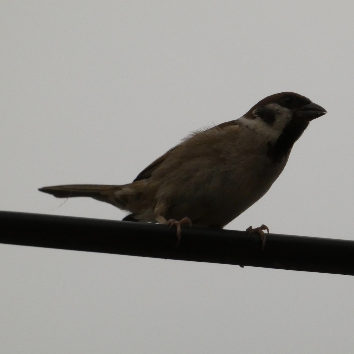 House Sparrow - ML620669740