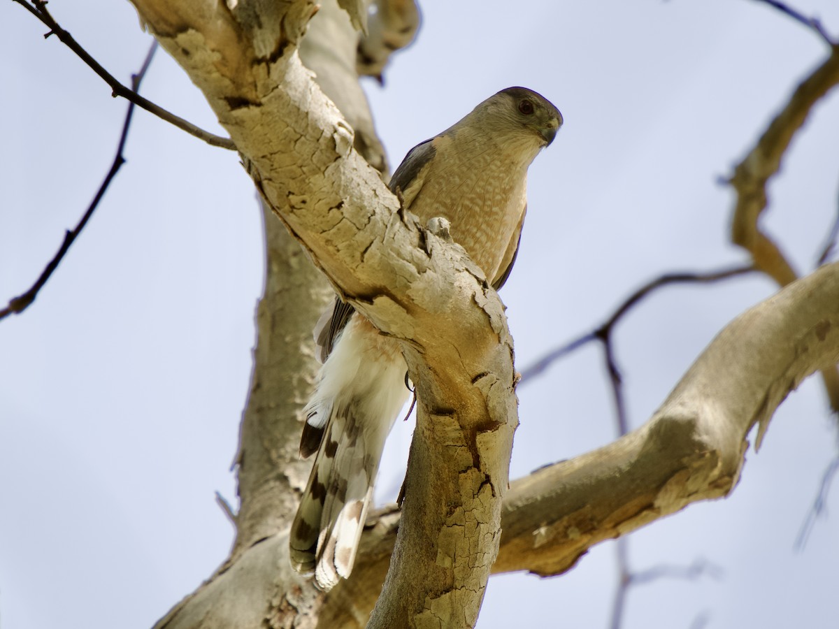 Cooper's Hawk - ML620669744